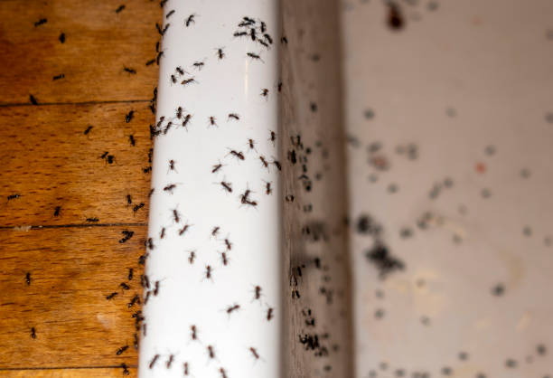 Best Flea Control Services  in Sea Cliff, NY