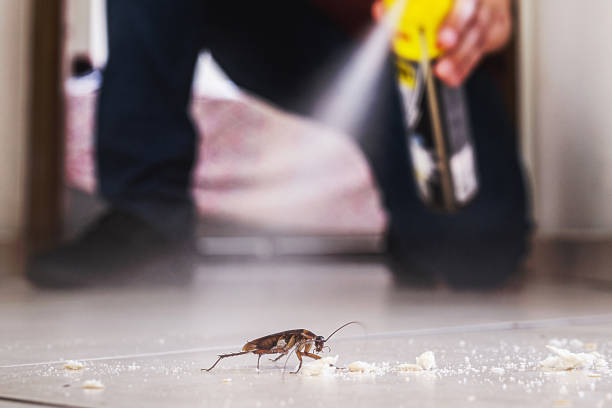 Best Local Pest Control Services  in Sea Cliff, NY
